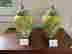 item-131517926=20
