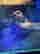 item-131517961=4