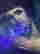 item-131517961=5