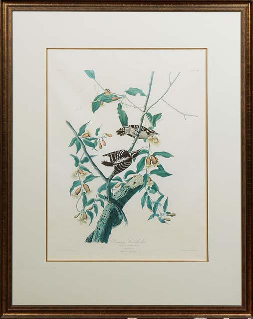 John James Audubon (American, 1785-1851), "Downy Woodpecker," 20th c., Plate 112, No. 23, after the (1 of 3)