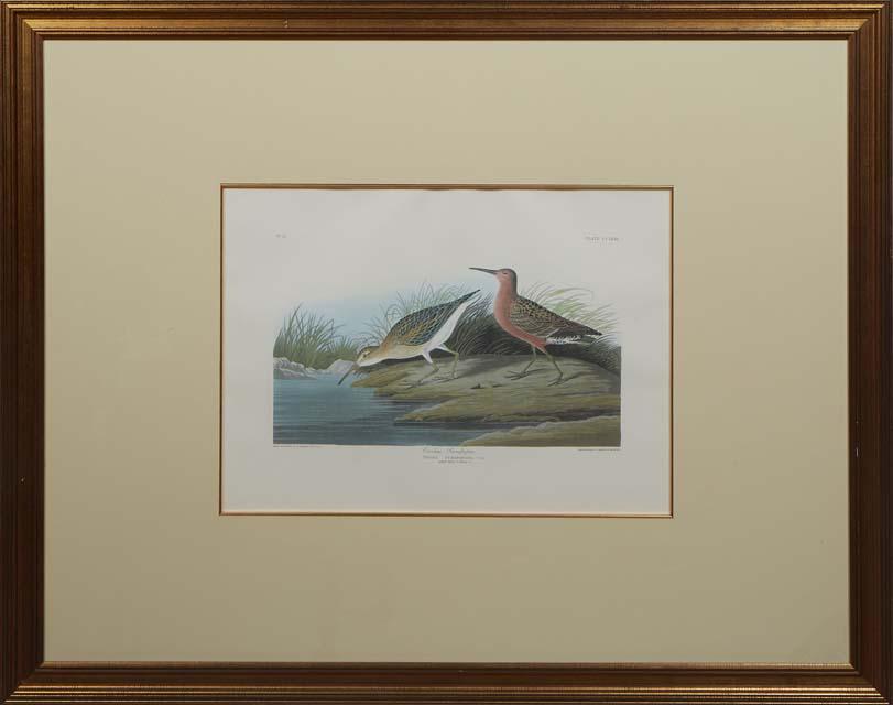 John James Audubon (American, 1785-1851), "Curlew Sandpiper," late 20th c., plate 263, No. 53, after (1 of 3)