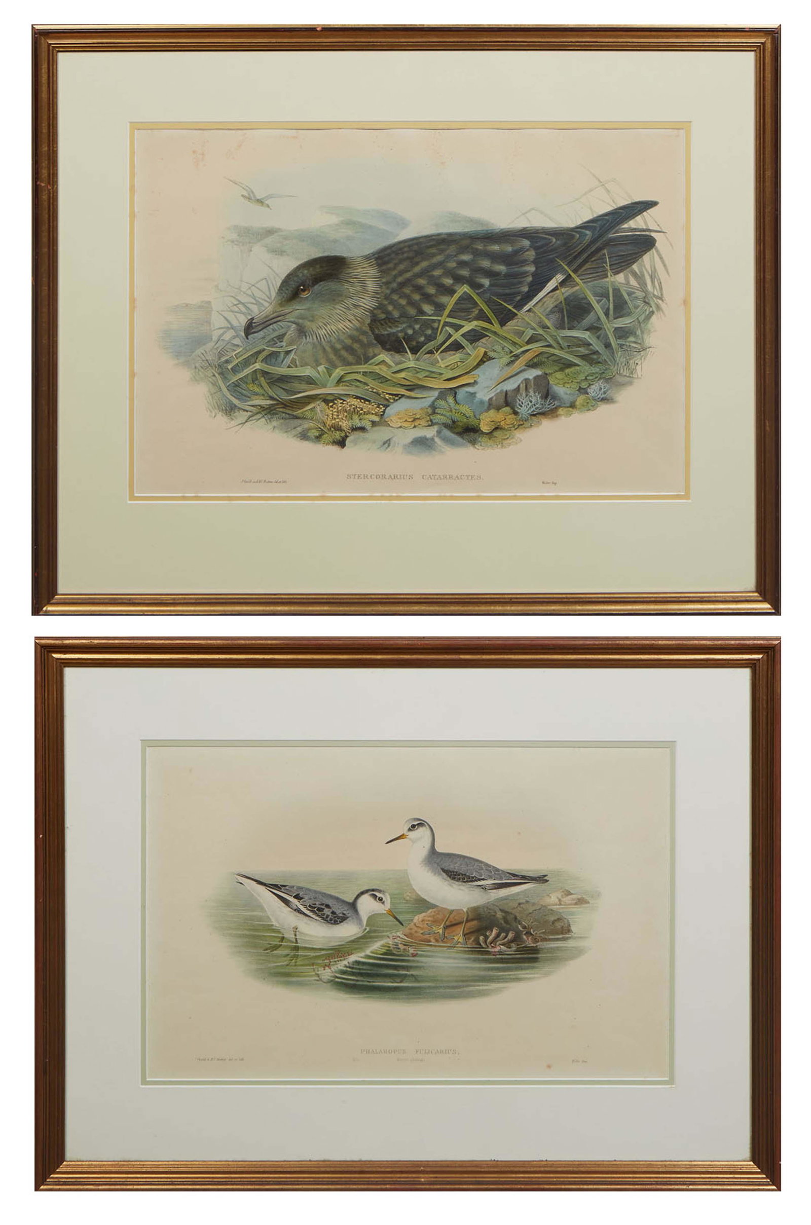 J. Gould (England/Australia, 1804-1881) and H.C. Richter (England, 1821-1902), "Stercorarius: J. Gould (England/Australia, 1804-1881) and H.C. Richter (England, 1821-1902), "Stercorarius Catarractes," and "Phalaropus Fulicarius," 20th c., pair of prints, from the Walter Impressions, each prese