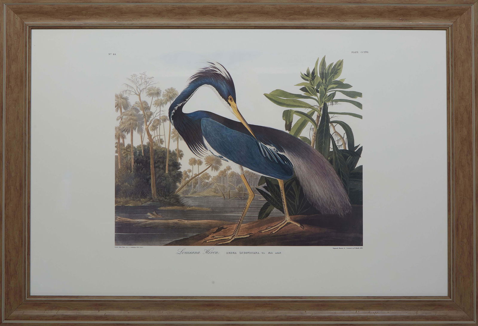 John James Audubon (Haitian/American, 1785-1851), "Louisiana Heron, Ardea Ludoviciana, Wills, Male (1 of 3)