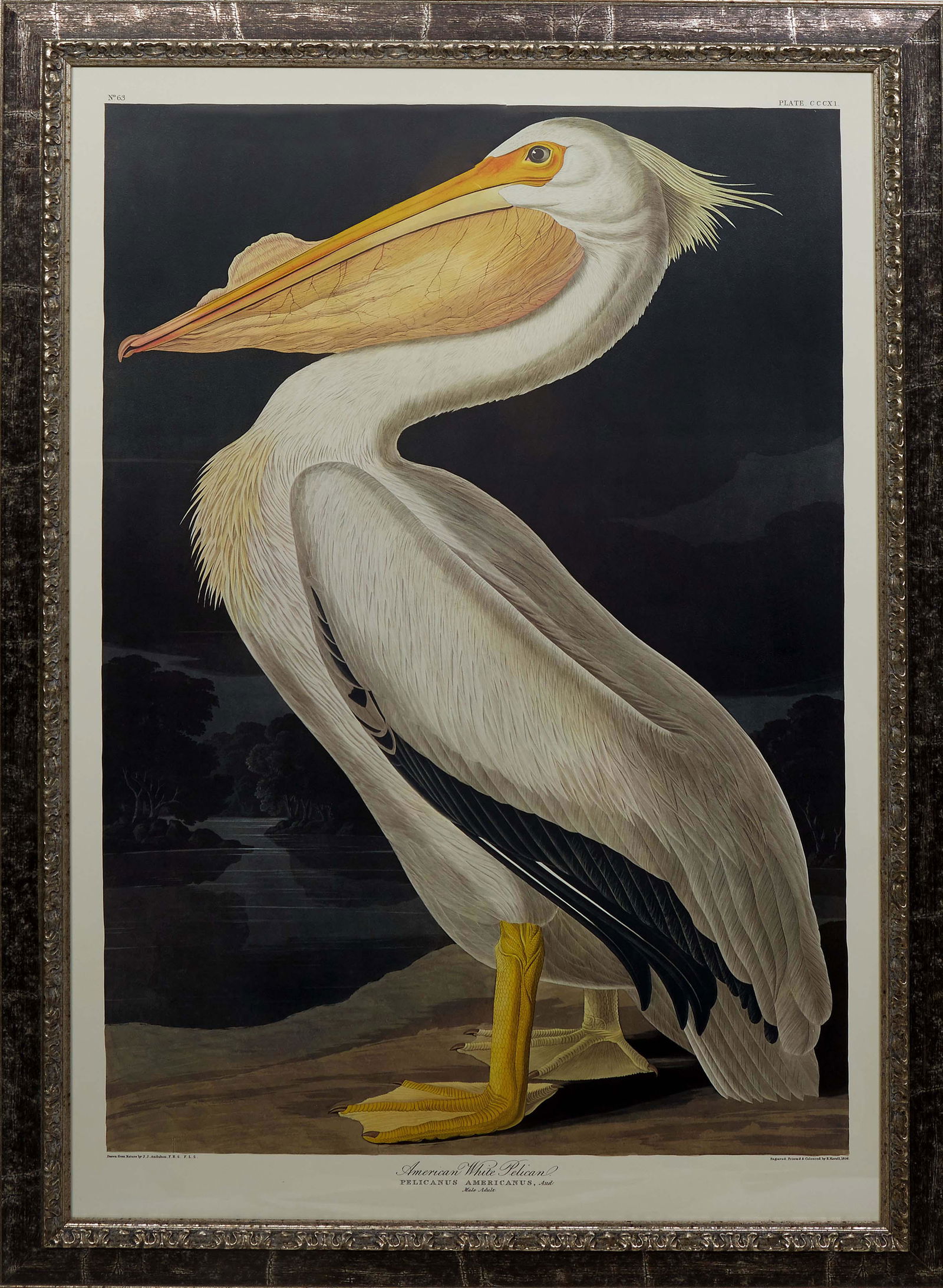 John James Audubon (Haitian/American, 1785-1851), "American White Pelican, Pelicanus Americanus, (1 of 3)