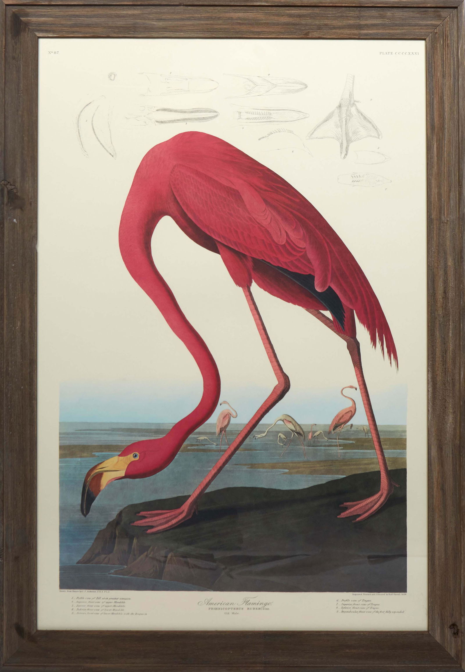John James Audubon (Haitian/American, 1785-1851), "American Flamingo, Phoenicoptenus Ruber, Linn. (1 of 3)