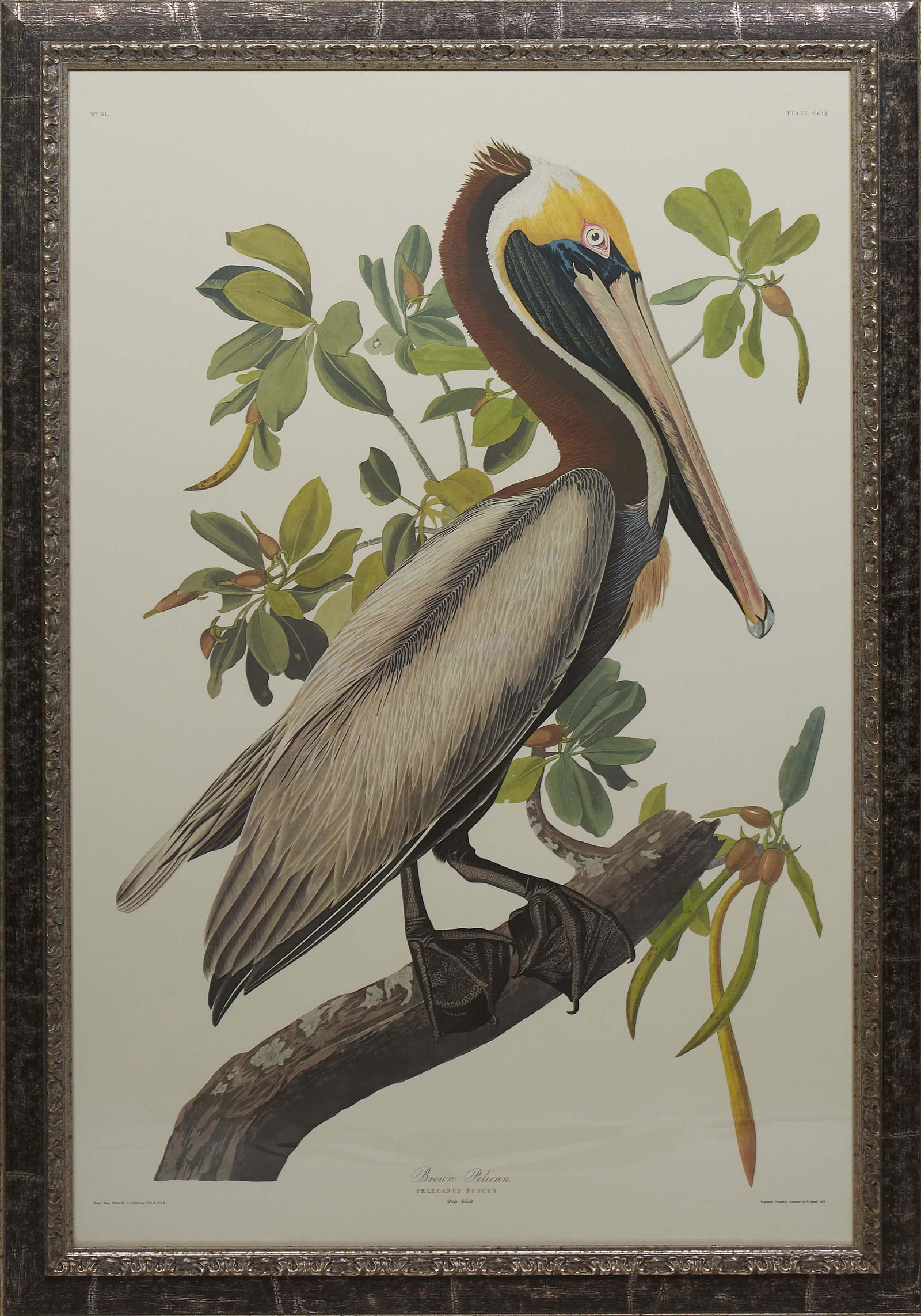 John James Audubon (Haitian/American, 1785-1851), "Brown Pelican, Pelecanus Fuscus, Male Adult," (1 of 3)