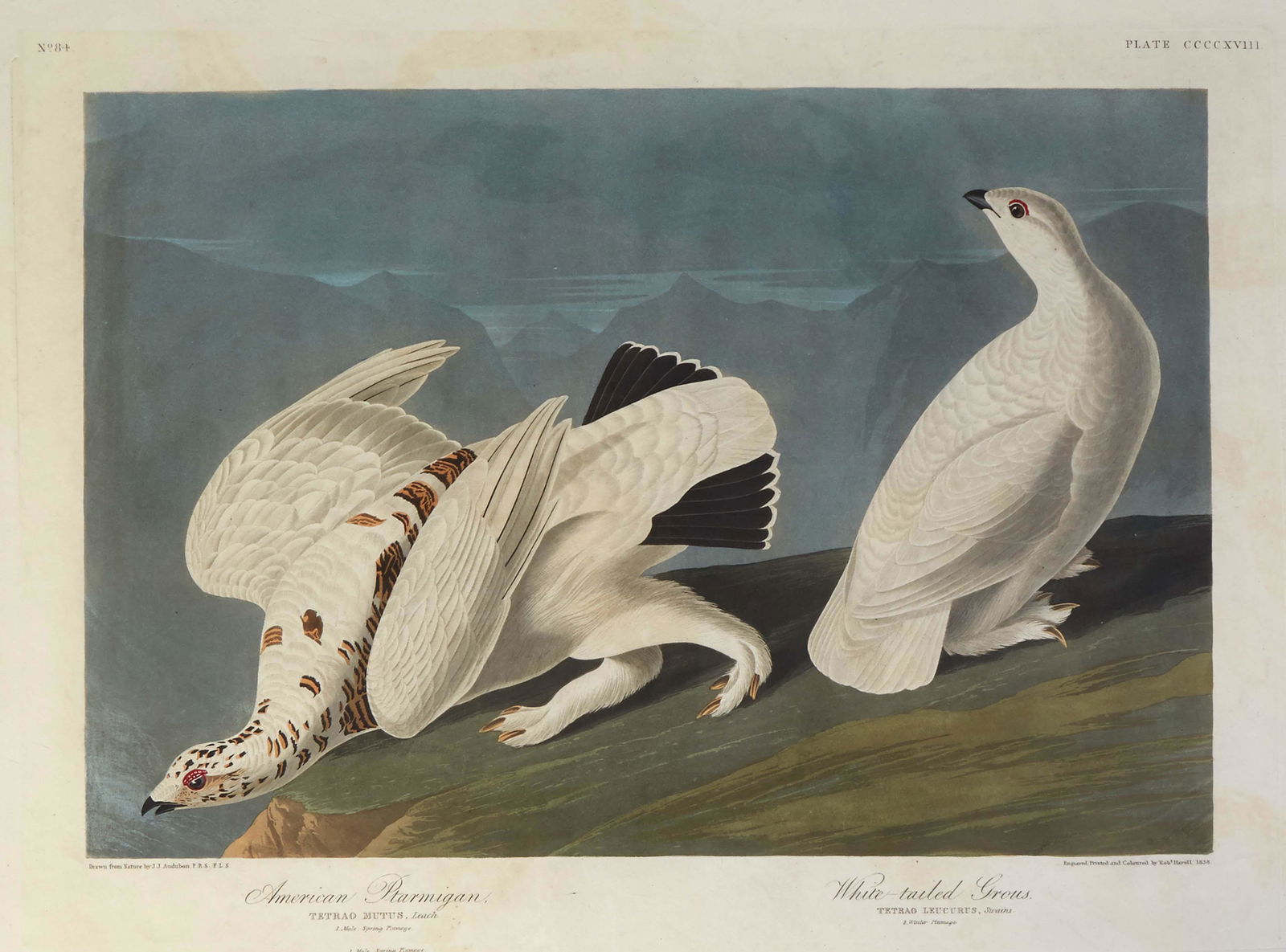John James Audubon (Haitian/American, 1785-1851), "American Plarmigan and White-Tailed Grous," 1838, (1 of 20)