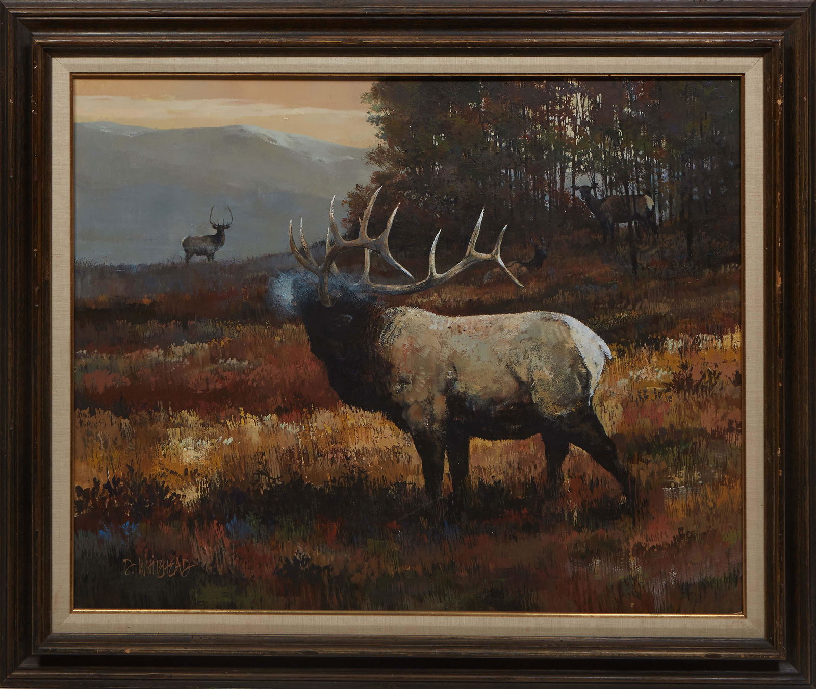 D. Whitehead, "Elk Baying," 20th c., oil on masonite, signed lower left, presented in a wood frame,: D. Whitehead, "Elk Baying," 20th c., oil on masonite, signed lower left, presented in a wood frame, H.- 27 1/2 in., W.- 35 3/4 in., Framed- H.- 36 in., W.- 44 in. Provenance: Property deaccessioned fr