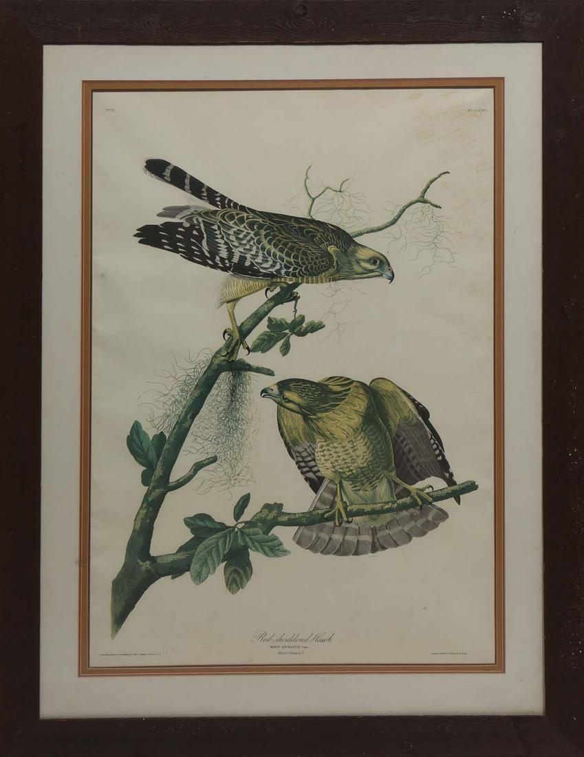 John James Audubon (American, 1785-1851), "Red Shouldered Hawk," No. 12, Plate 56, Amsterdam (1 of 3)