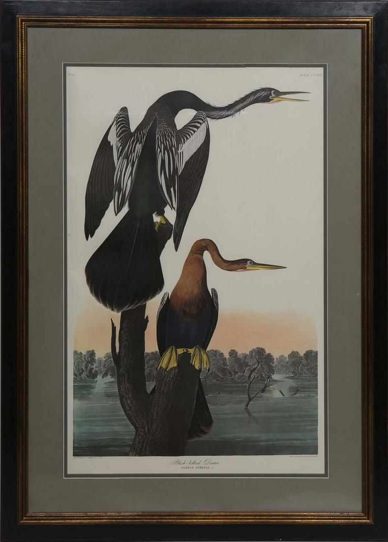 John James Audubon (American, 1785-1851), "Black-Bellied Darter," No. 64, Plate 316, Amsterdam (1 of 3)