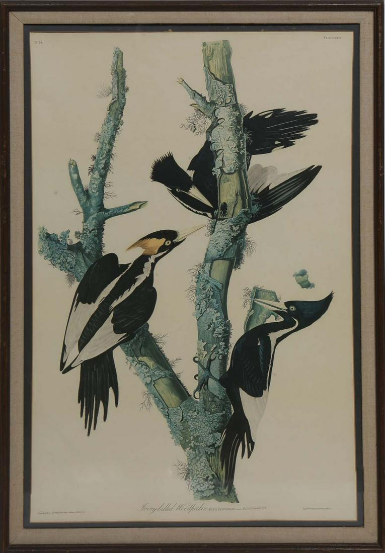John James Audubon (American, 1785-1851), "Ivory Billed Woodpecker," No. 14, Plate 66, Amsterdam (1 of 3)