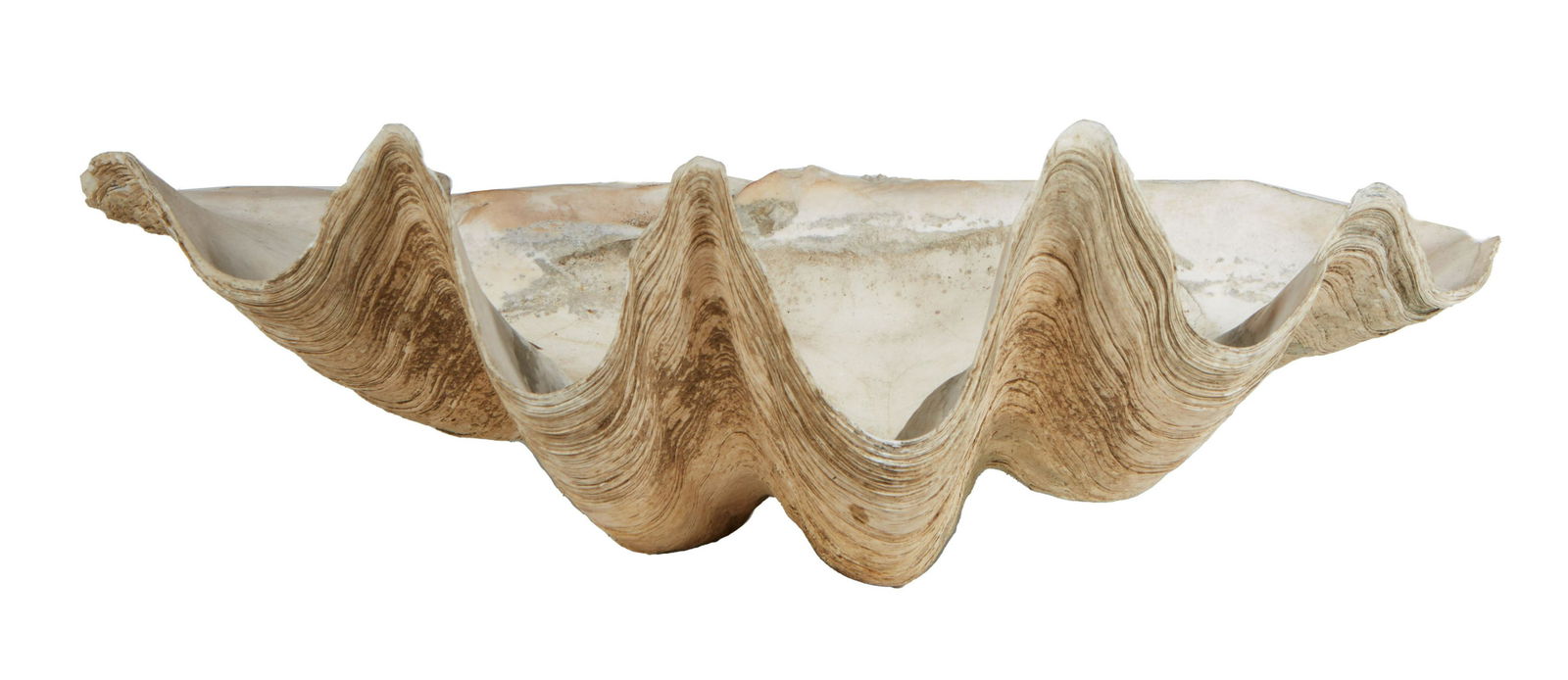 Half Giant Clam Shell Specimen, H.- H.- 9 in., W.- 26 in., D.- 14 1/2 in. (1 of 2)
