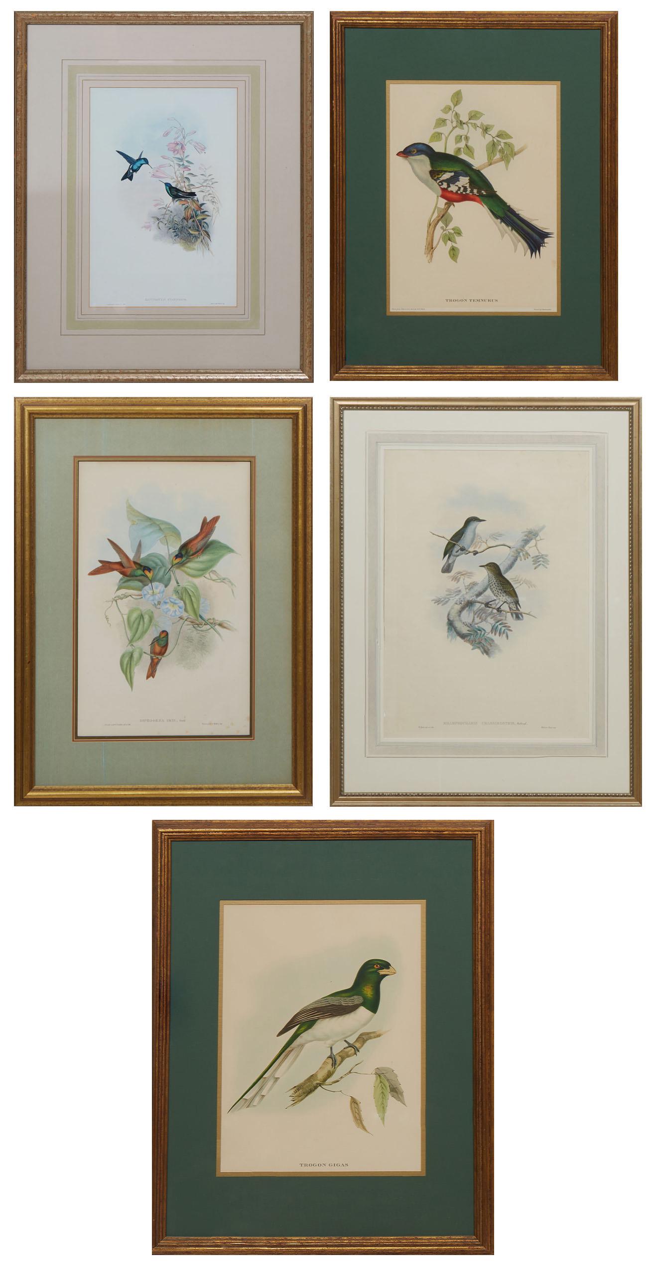 J. Gould (1804-1881, England/Australia) And H.C. Richter (1821-1902, England), "Trogon: J. Gould (1804-1881, England/Australia) And H.C. Richter (1821-1902, England), "Trogon Temnurus," "Saucerottia Cyanifrons," "Trogon Gigas," "Rhamphocharis Crassirostris," and "Diphogena Iris," 20th C.