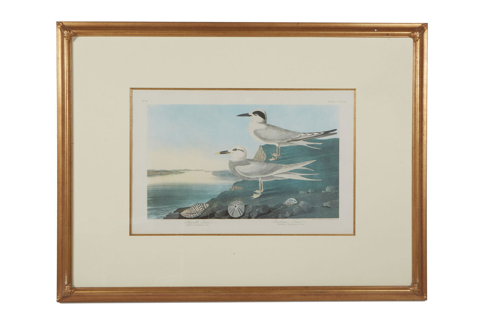John James Audubon (American, 1785-1851), "Havellâ€™s Tern and Trudeauâ€™s Tern," No. 82, Plate (1 of 3)