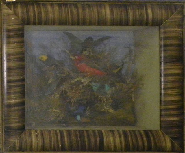 Taxidermied Bird Display, 19th c., with seven spec: Taxidermied Bird Display, 19th c., with seven specimens, in a shadowbox with a faux bois gesso frame, H.- 18 1/4 in., W.- 21 3/4 in., D.- 7 1/4 in.
