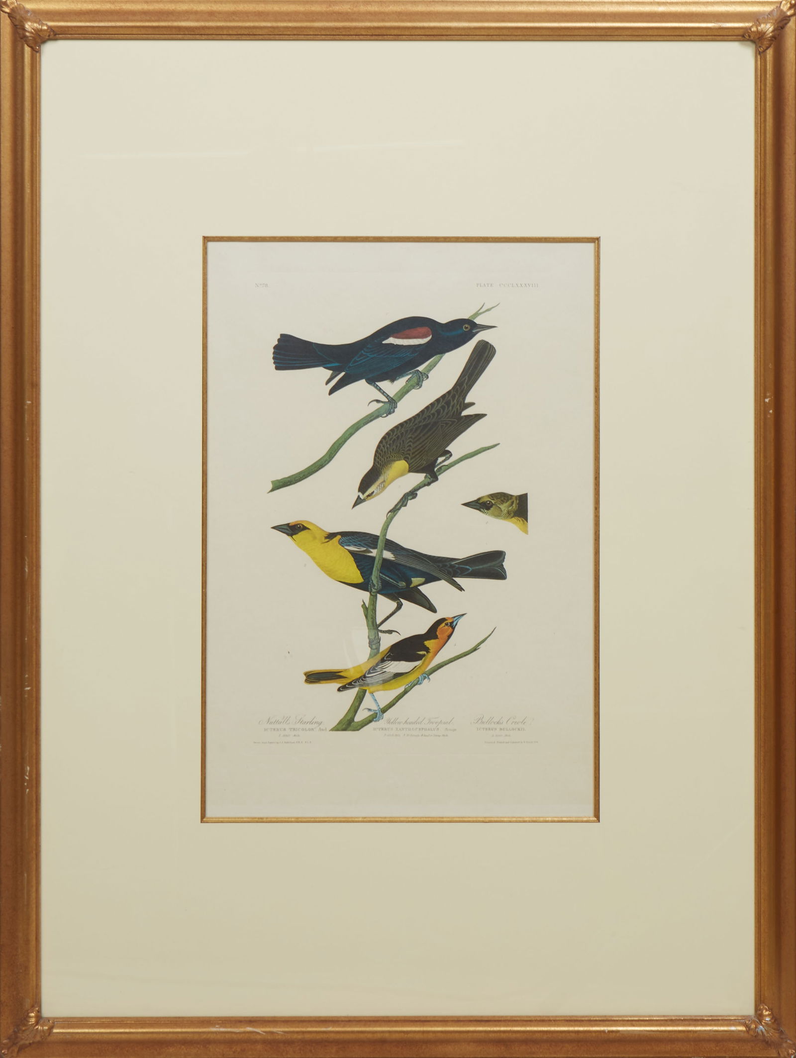 John James Audubon (American, 1785-1851), "Yellow Headed Tropica," H.- 23 1/4 in., W.- 15 3/4 (1 of 3)