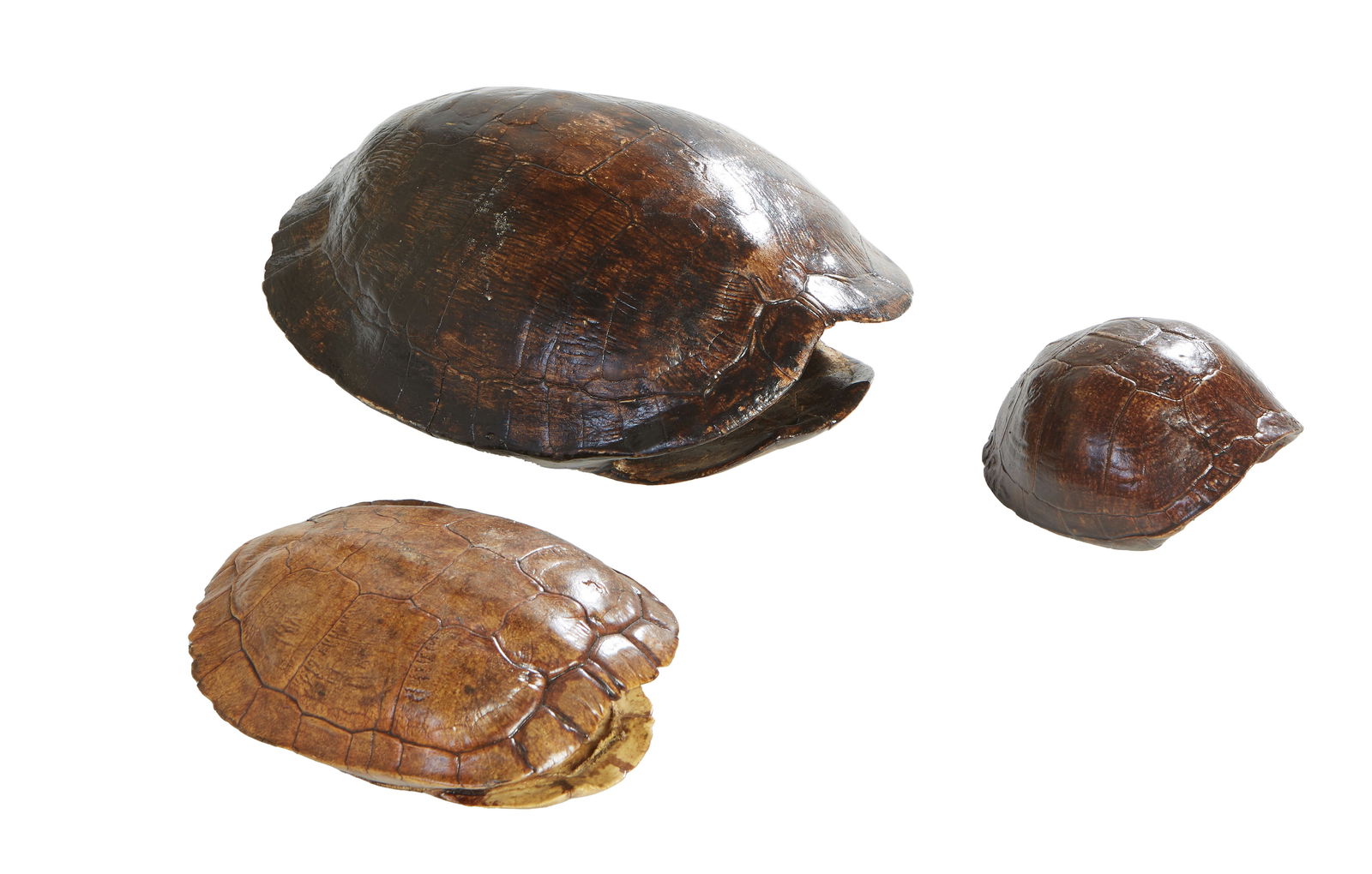 Group of Three Louisiana Box Turtle Shells, 20th c., Largest- H.- 5 in., W.- 9 in., D.- 12 1/2 in; (1 of 1)