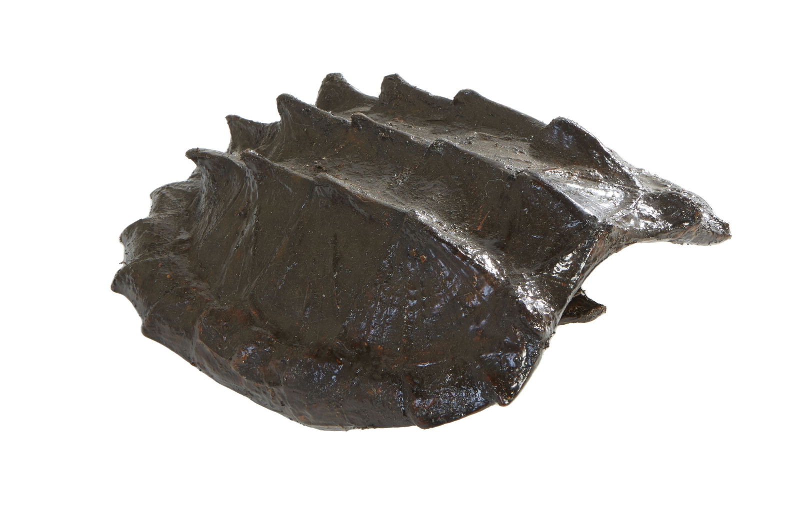 Large Louisiana Snapping Turtle Shell, 20th c., H.- 5 in., W.- 11 in., D.- 14 in.: Large Louisiana Snapping Turtle Shell, 20th c., with a varnished finish, H.- 5 in., W.- 11 in., D.- 14 in.