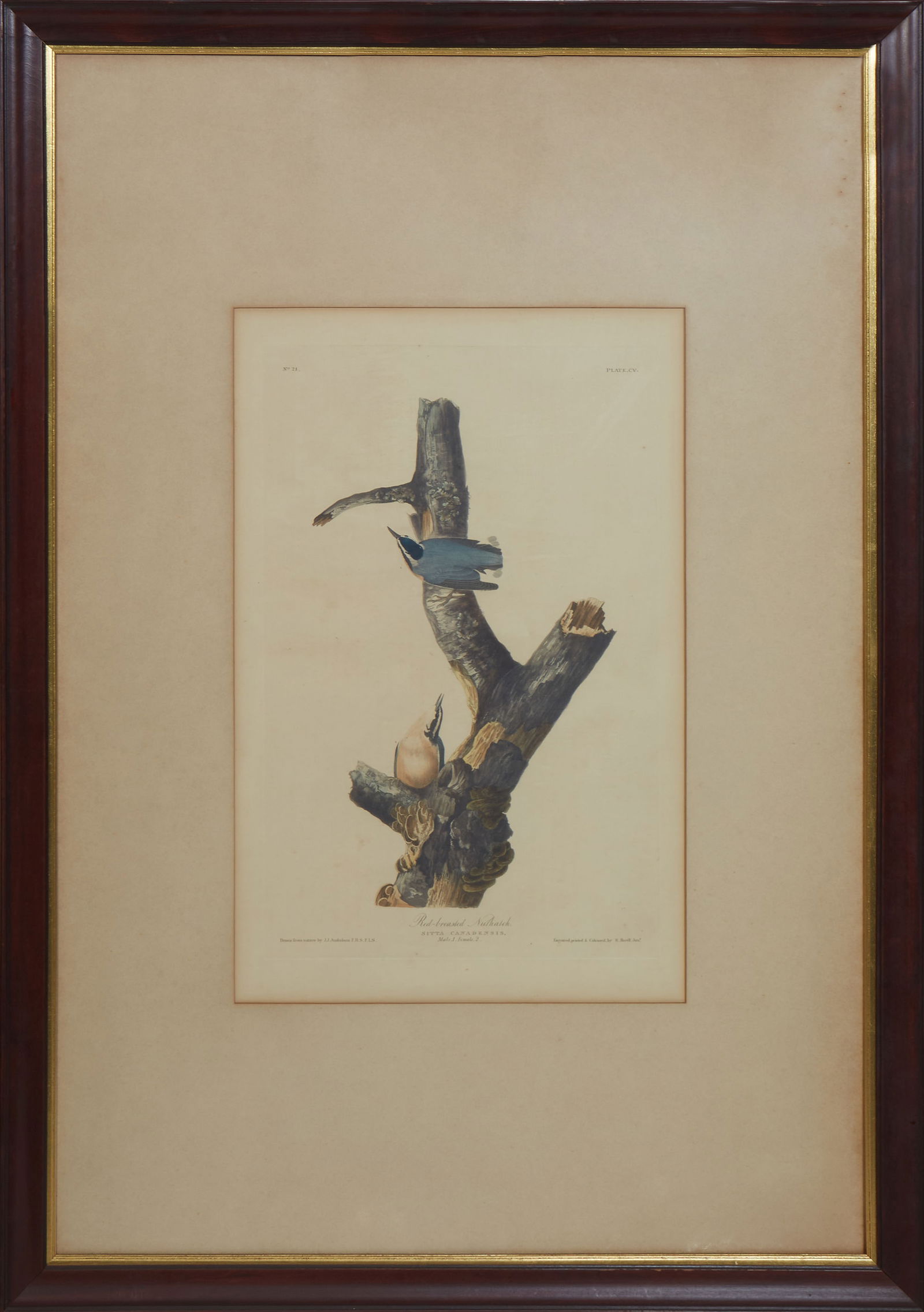 John James Audubon (American, 1785-1851), "Red-Breasted Nuthatch," Pl. CV, 1827-1838, Plate- H.- 19 (1 of 17)