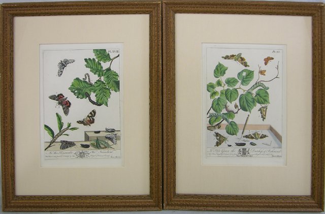 Moses Harris (1731-1785), "Studies of Butterflies,: Moses Harris (1731-1785), "Studies of Butterflies, from The Aurelian, a Natural History of English Insects," 19th c. , pair of colored prints, one dedicated "To The Honourable Tho. Townsend," the othe