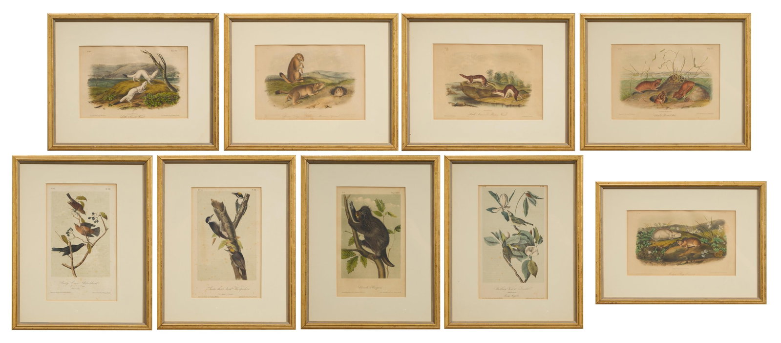 John James Audubon (American, 1785-1851), Collection of Nine Color Lithographs from the Octavo: John James Audubon (American, 1785-1851), Collection of Nine Color Lithographs from the Octavo Editions of the Birds of America (1839-1844) and the Quadrupeds of America (1849-1854), printed by J.T. B