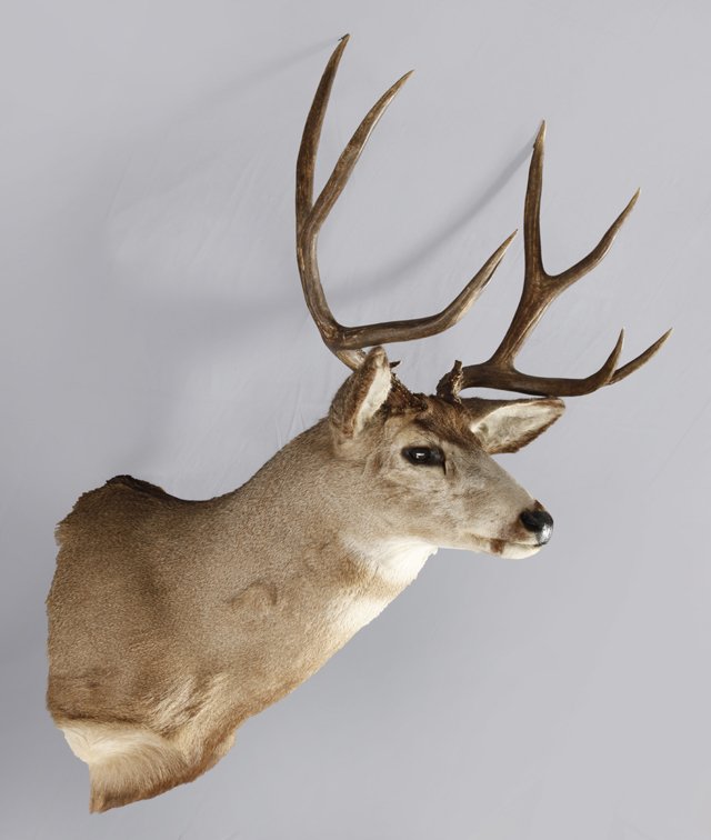 Taxidermized Eight Point Buck Mount, 20th c., H.-: Taxidermied Eight Point Buck Mount, 20th c., H.- 40 in., W.- 25 in., D.- 20 in.