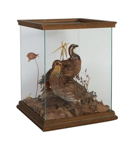 Taxidermy Quail Bird Pair, early 20th c., H.- 13 3/4 in., W.- 11 1/4 in., D.- 11 1/2 in.