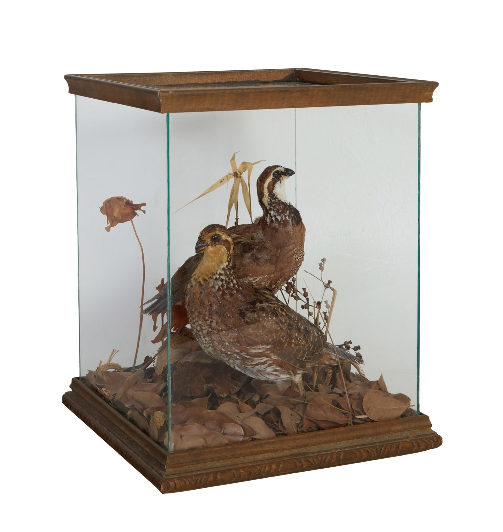 Taxidermy Quail Bird Pair, early 20th c., H.- 13 3/4 in., W.- 11 1/4 in., D.- 11 1/2 in.: Taxidermy Quail Bird Pair, early 20th c., presented in a square glazed case, on a stepped wooden base, H.- 13 3/4 in., W.- 11 1/4 in., D.- 11 1/2 in.