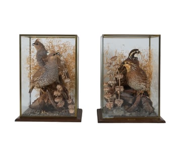 Pair of Quail Taxidermy Glass Cases, 20th c, Each- H.- 12 7/8 in., W.- 9 3/4 in., D.- 9 3/4 in. (2