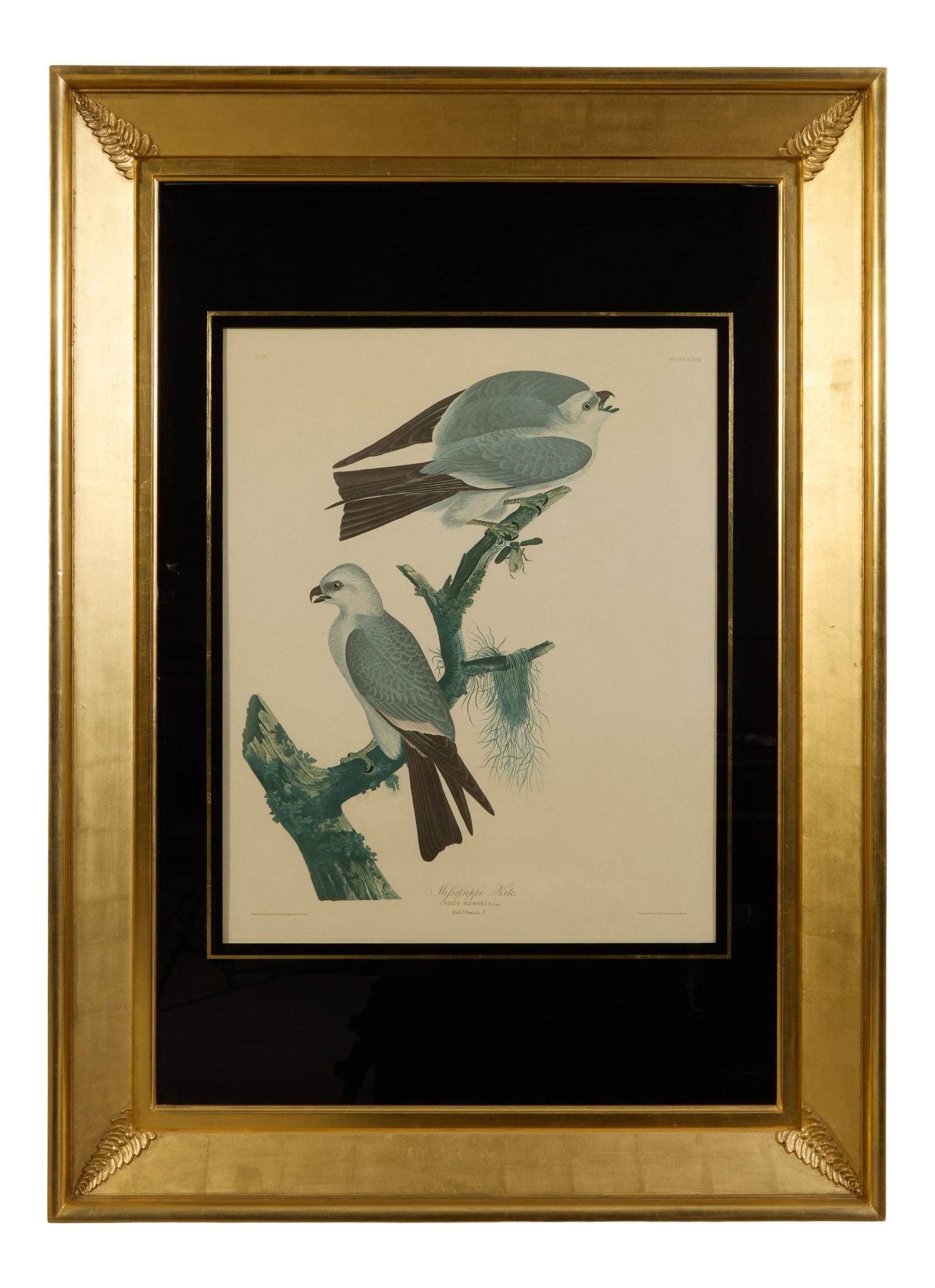 John James Audubon (American, 1785-1851), "Mississippi Kite," from the Birds of America, no. 24, pl.: John James Audubon (American, 1785-1851), "Mississippi Kite," from the Birds of America, no. 24, pl. CXVII, 1971-1972, color lithograph, Amsterdam edition, Amsterdam/New York, presented in a giltwood 