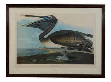 John James Audubon (American, 1785-1851), "Brown Pelican," from the Birds of America, no. 85, pl. CC
