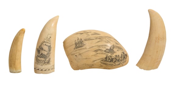 Four  Teeth, early 20th c., Tallest- H.- 4 1/4 in., W.- 1 1/2 in., D.- 7/8 in. (4 Pcs.)