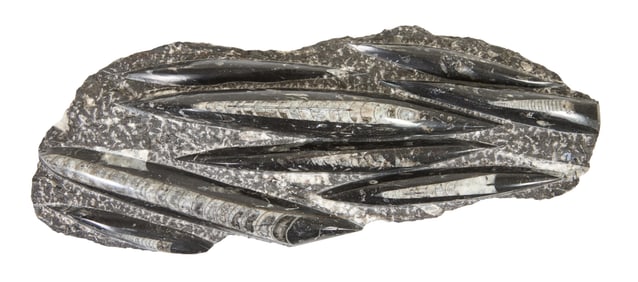 Orthoceras Fossil Specimen, H.- 4 1/2 in., W.- 21 1/2 in., D.- 8 in.