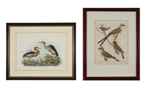 Prideaux John Selby (British, 1788-1867), "Little Bittern," pl. VI, from Illustrations of British