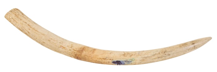 Elephant Tusk, H.- 32 3/4 in., W.- 2 3/8 in., D.- 2 1/2 in.