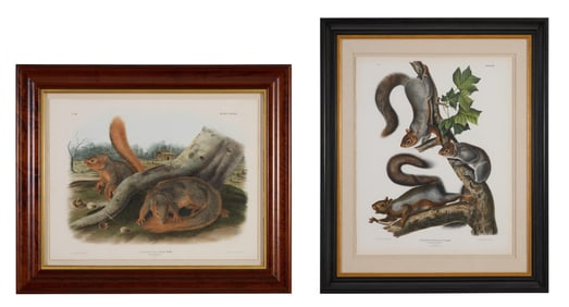 John James Audubon (American, 1785-1851), "Migratory Squirrel," no. 7 and pl. XXXV and "Say's