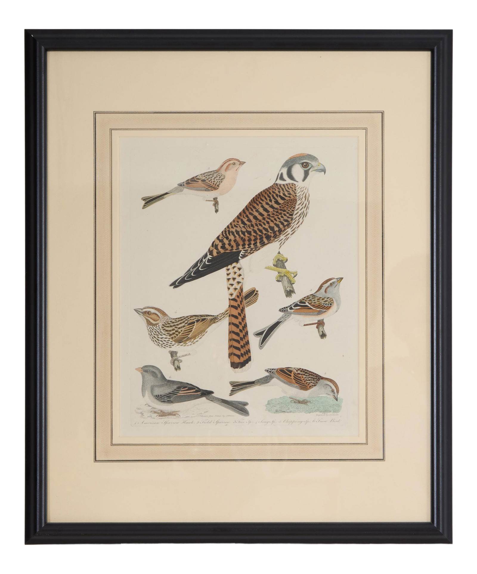 Alexander Wilson (Scottish, 1766-1813), "American Sparrow-Hawk, Field Sparrow, Tree Sparrow, Song (1 of 5)