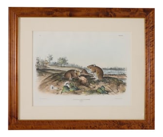 John James Audubon (American, 1785-1851), "Cotton Rat," no. 6, pl. XXX, from the Viviparous