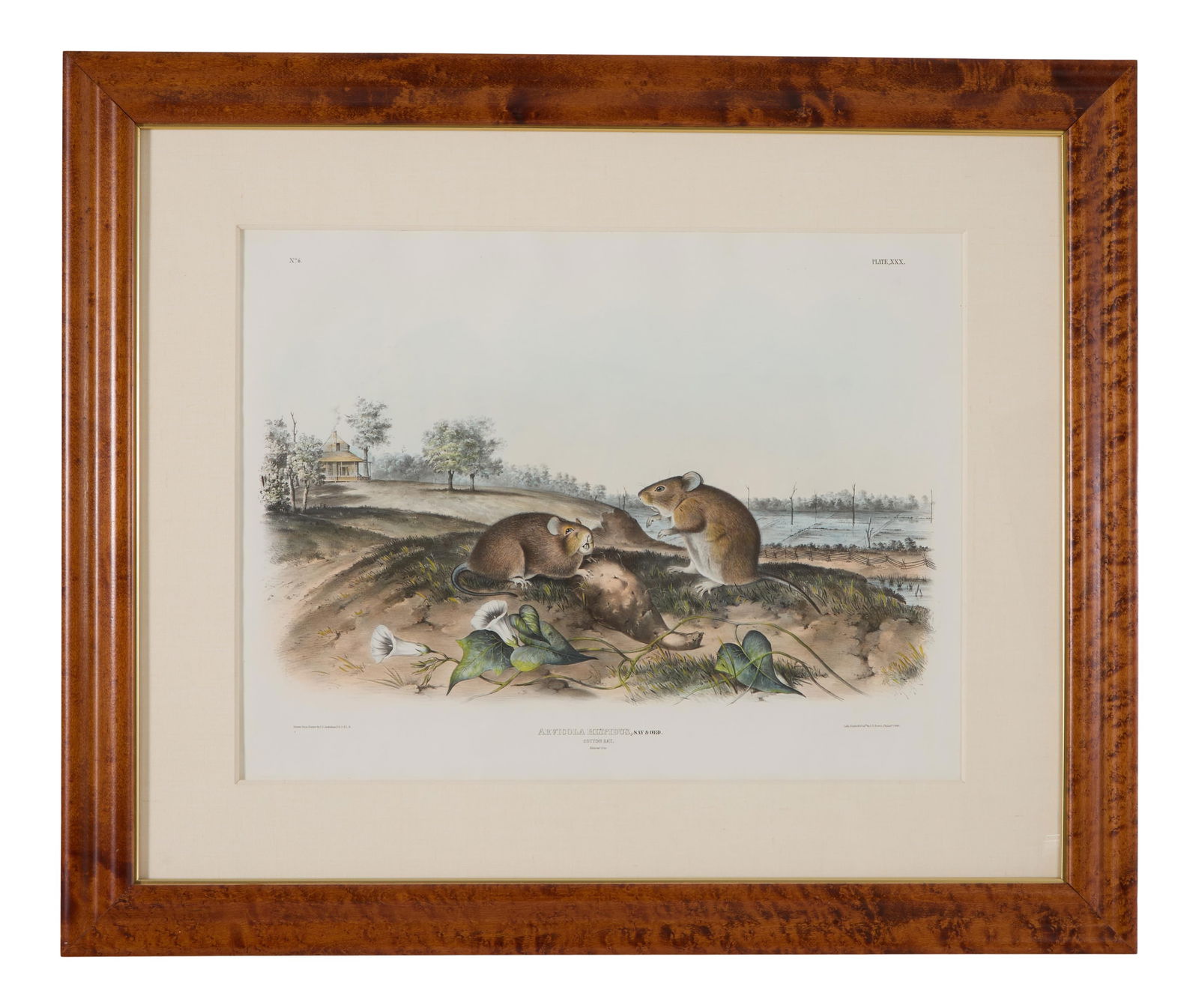 John James Audubon (American, 1785-1851), "Cotton Rat," no. 6, pl. XXX, from the Viviparous (1 of 10)