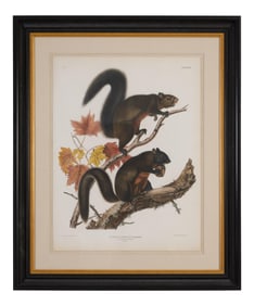 John James Audubon (American, 1785-1851), "Long-haired Squirrel," no. 6, pl. XXVII, from the