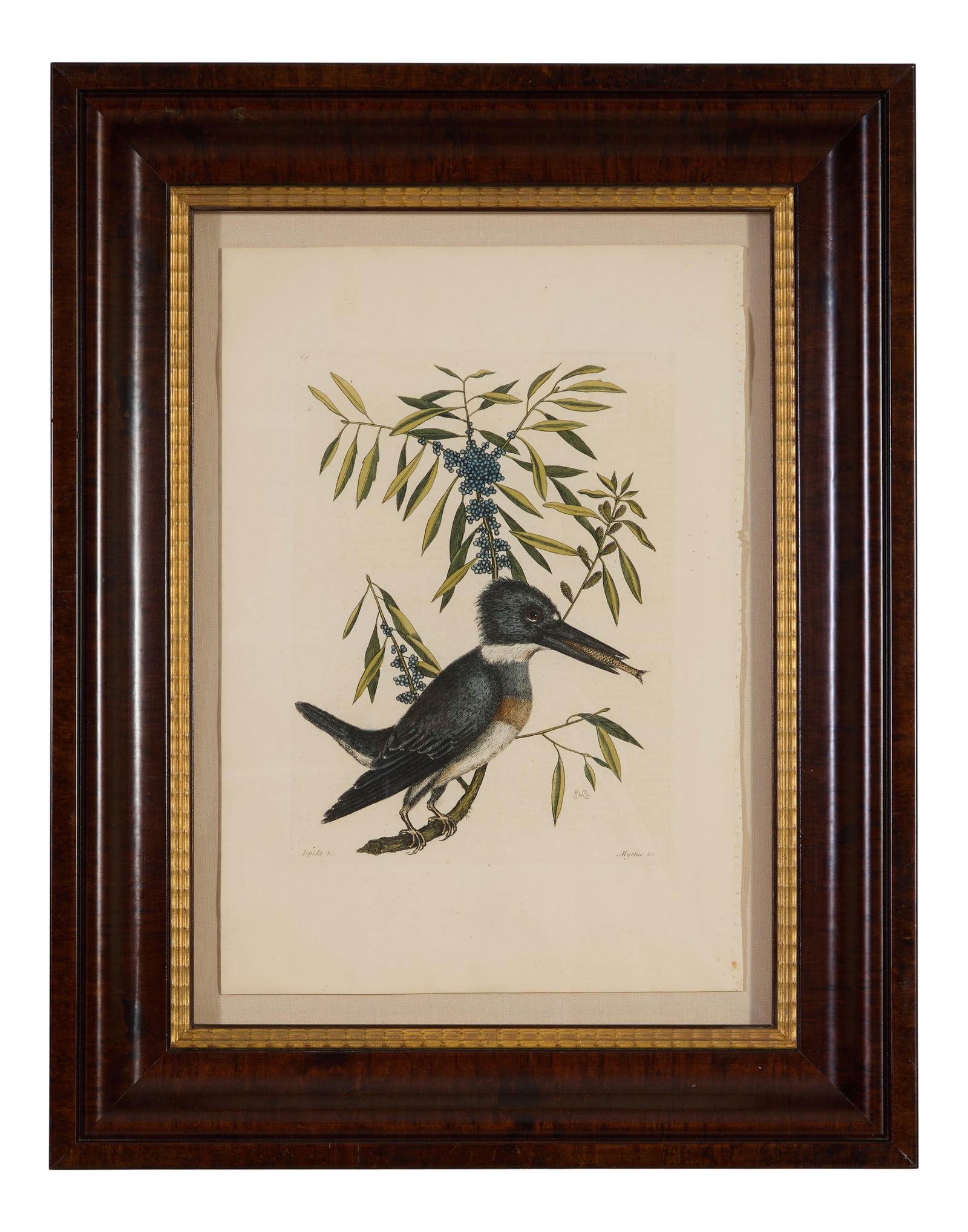 Mark Catesby (British, 1683-1749), "King-Fisher" pl. 69, from The Natural History of Carolina,: Mark Catesby (British, 1683-1749), "King-Fisher" pl. 69, from The Natural History of Carolina, Florida and the Bahama Islands, 1st edition (1731-1743), hand-colored engraving on laid paper, published