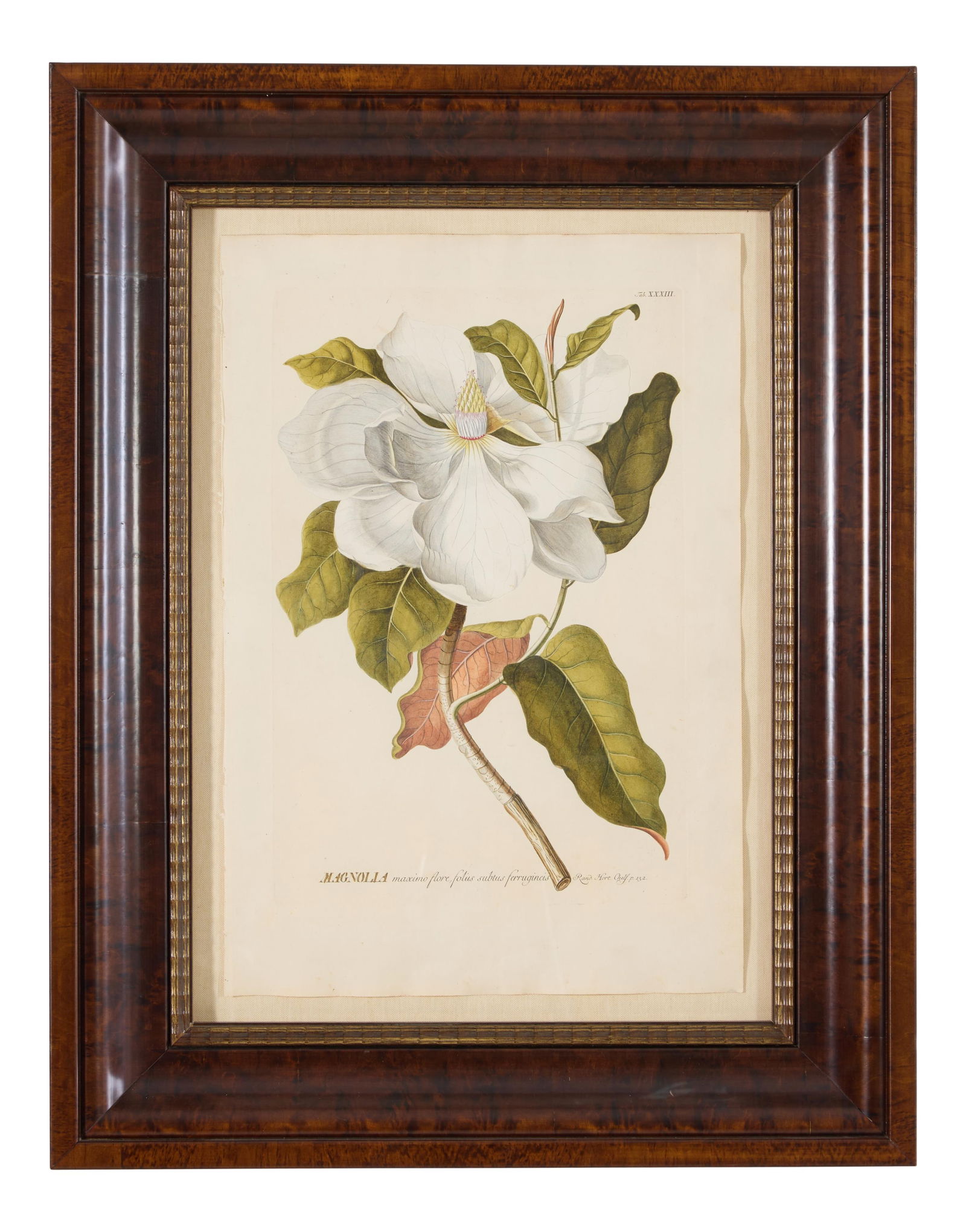 Christoph Jakob Trew (German, 1695-1769) and Georg Dionysius Ehret (German 1708-1770), "Magnolia (1 of 20)