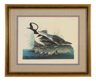 John James Audubon (American, 1781-1851), "Hooded Morganser," from the Birds of America, no. 47, pl.