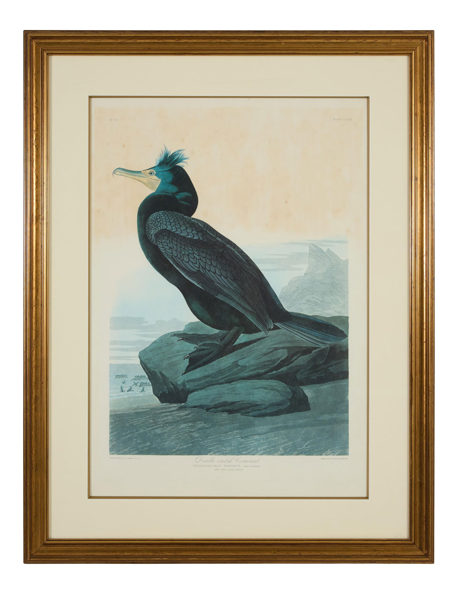 John James Audubon (American, 1781-1851), "Double-Breasted Cormorant," from the Birds of America, (1 of 8)