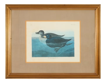 John James Audubon (American, 1781-1851), "Scoter Duck," from the Birds of America, no. 82, pl.
