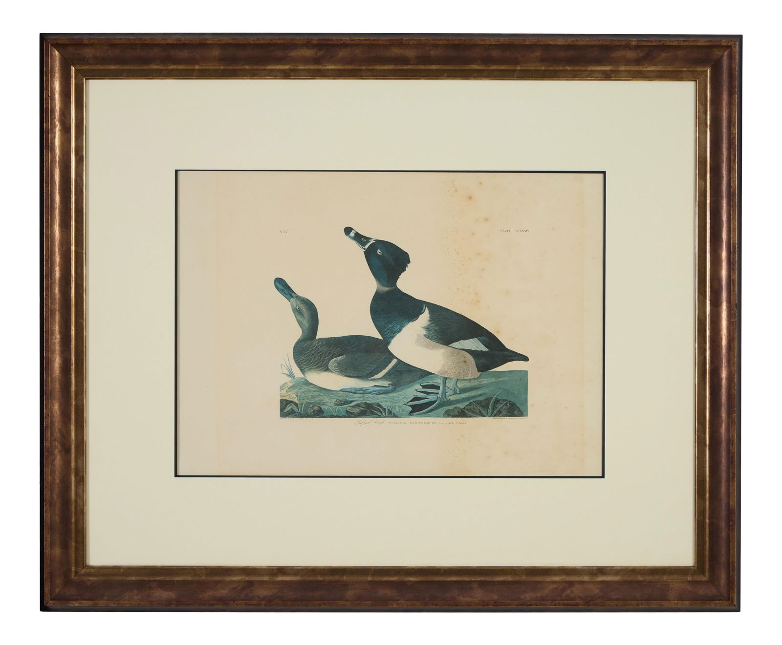 John James Audubon (American, 1781-1851), "Tufted Duck," from the Birds of America, no. 47, pl. (1 of 8)