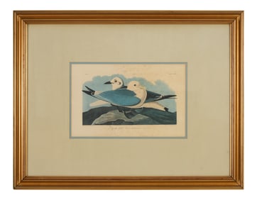 John James Audubon (American, 1781-1851), "Kittiwake Gull," from the Birds of America, no. 45, pl.