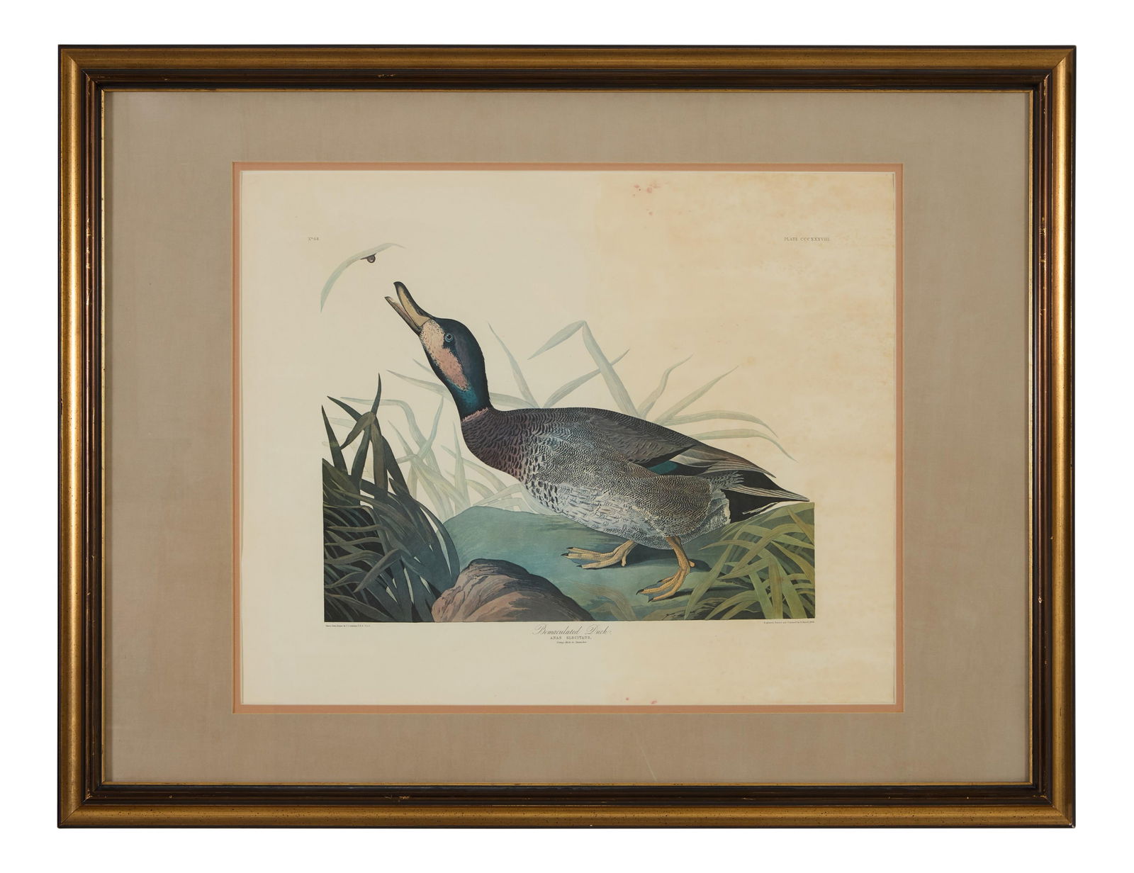 John James Audubon (American, 1781-1851), "Bemaculated Duck," from the Birds of America, no. 68, pl. (1 of 8)