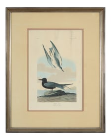 John James Audubon (American, 1781-1851), "Black Tern," from the Birds of America, no. 56, pl.