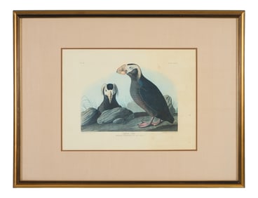 John James Audubon (American, 1781-1851), "Tufted Auk," from the Birds of America, no. 50, pl.